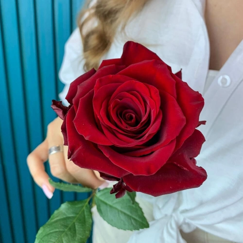 Комплимент из красной эквадорской розы – минимализм роскоши Арзамас Нижегородская область