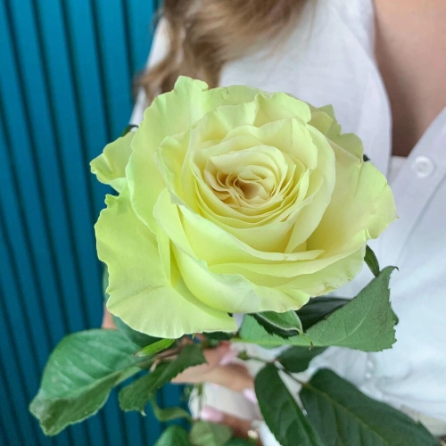 Комплимент из белой эквадорской розы – элегантность в каждом лепестке Арзамас Нижегородская область